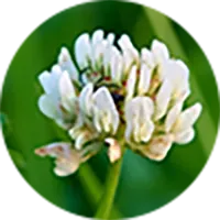 シロツメクサエキス