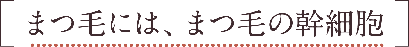 まつ毛には、まつ毛の幹細胞